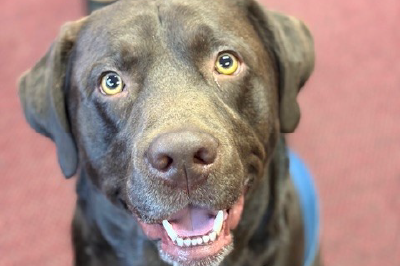 Chip, the dog, providing comfort to kids in need